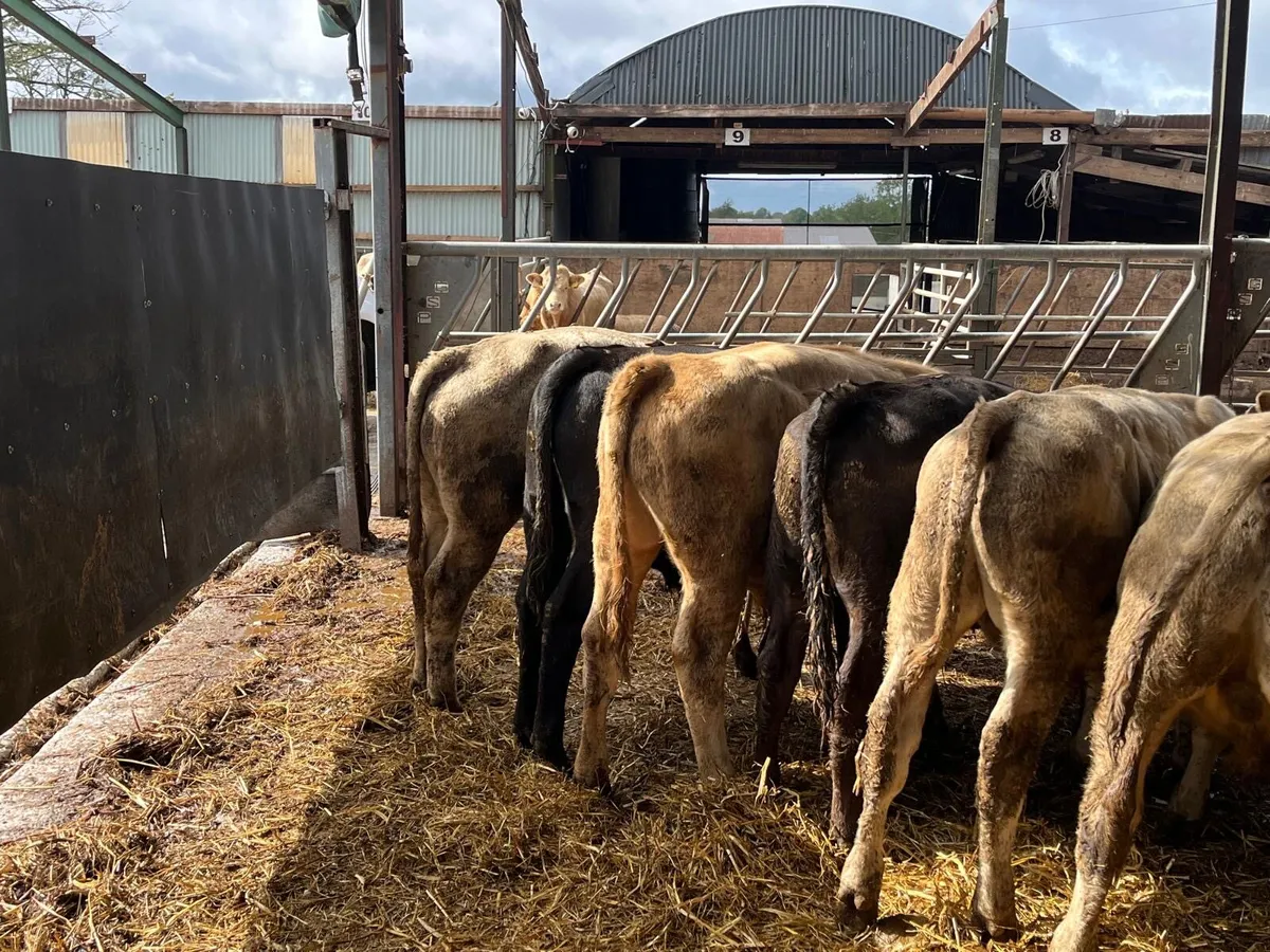 10 super  280 kg continental bull weanlings - Image 3