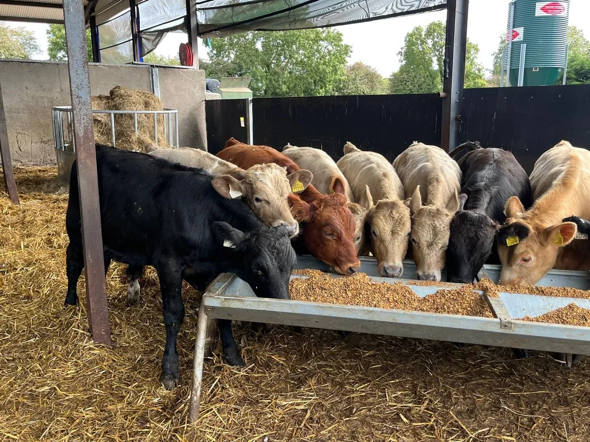 10 super  280 kg continental bull weanlings - Image 4