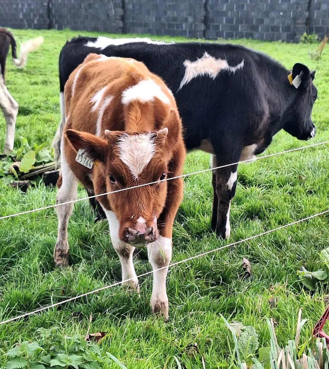 Bucket Fed Freisian Bulls - Image 1