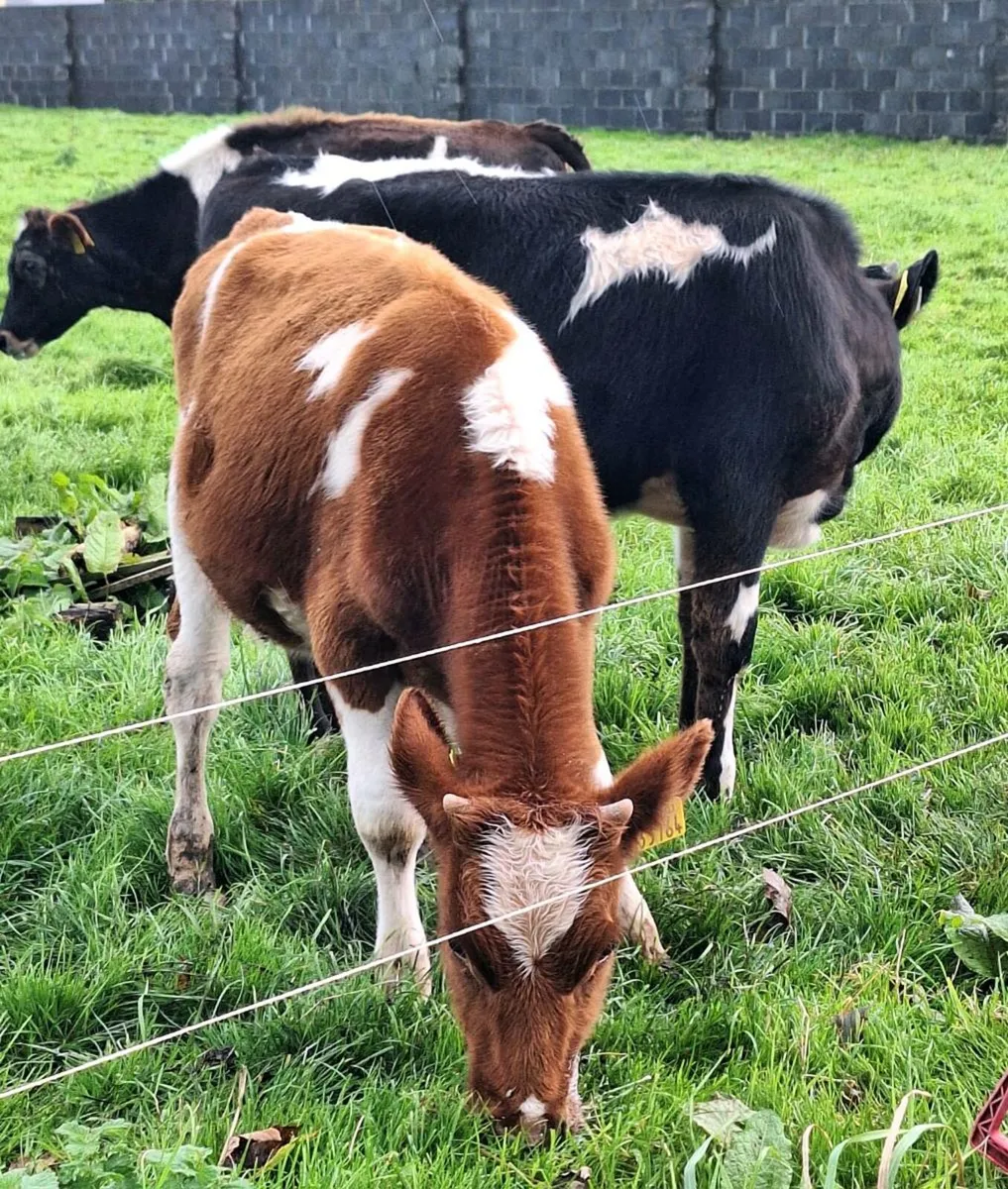 Bucket Fed Freisian Bulls - Image 2