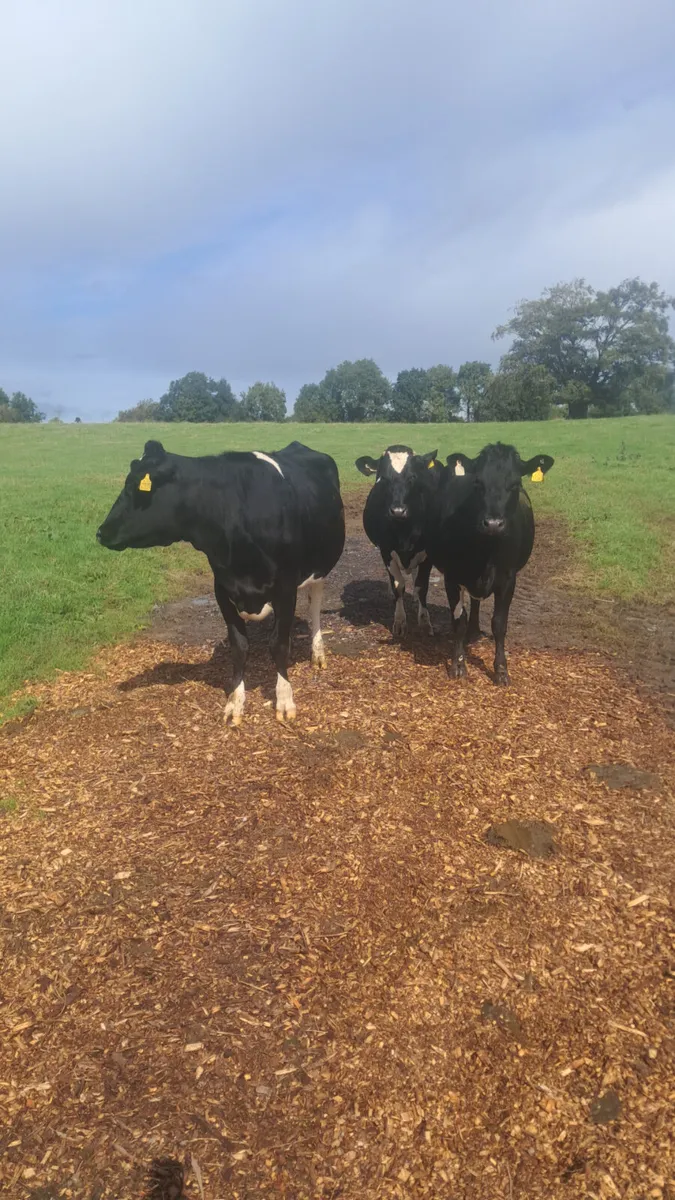 Incalf heifers - Image 1