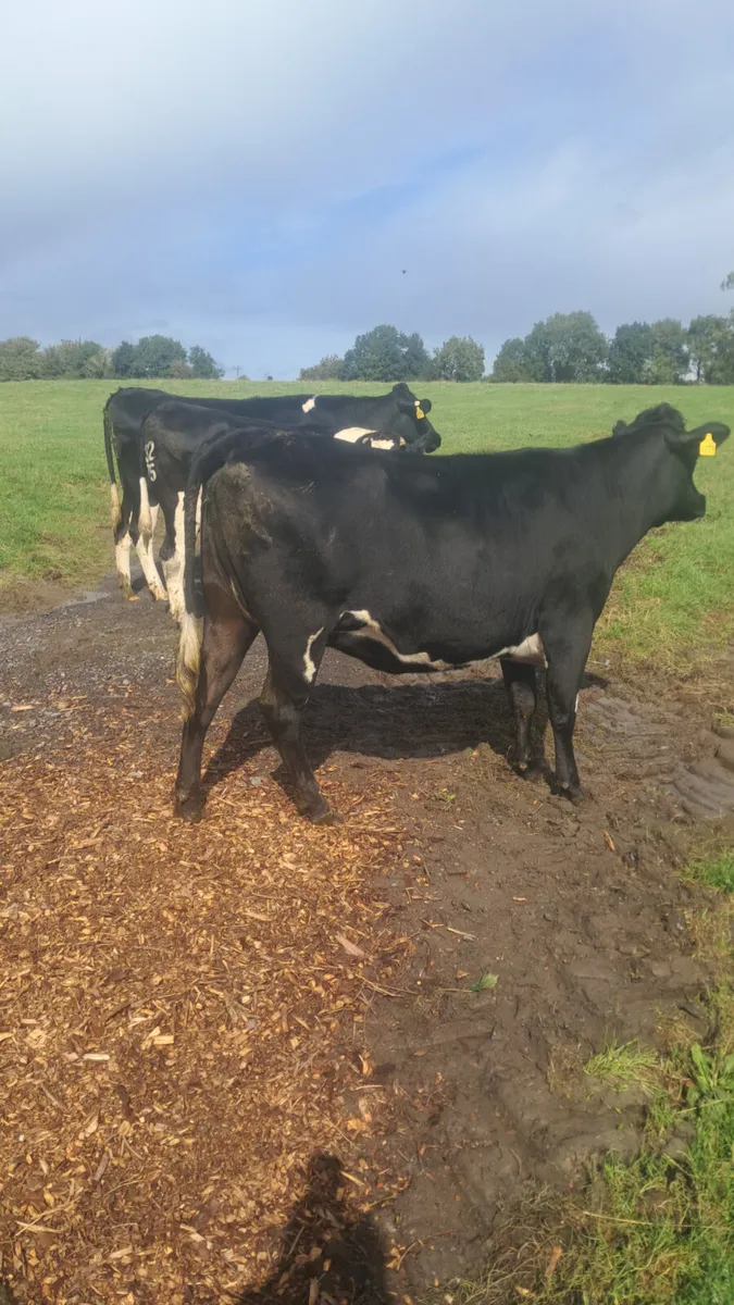 Incalf heifers - Image 2