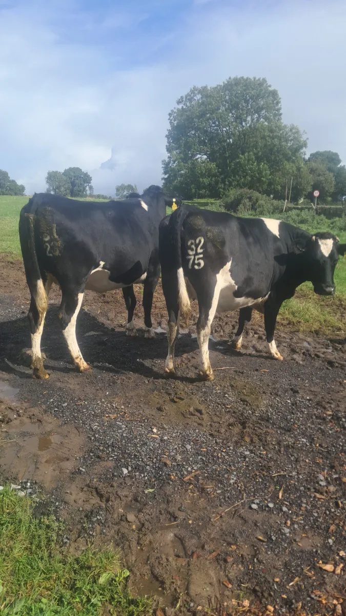 Incalf heifers - Image 3