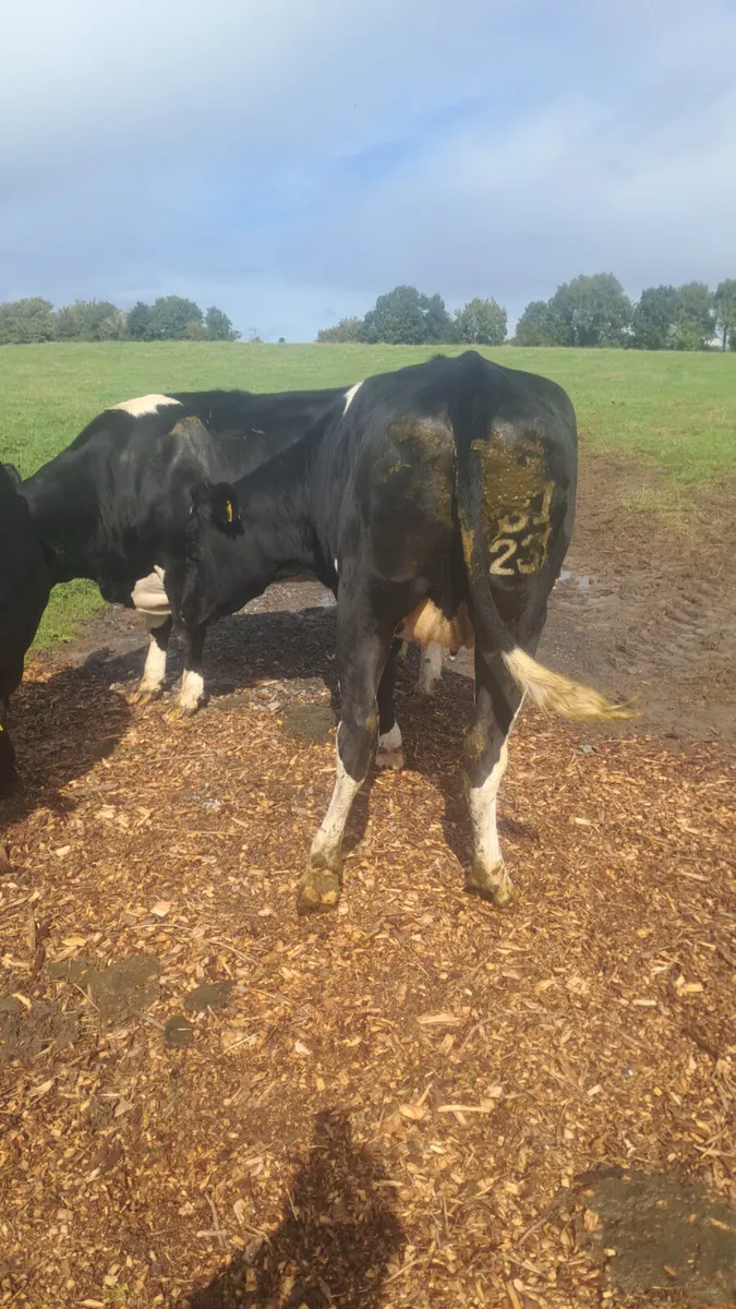 Incalf heifers - Image 3