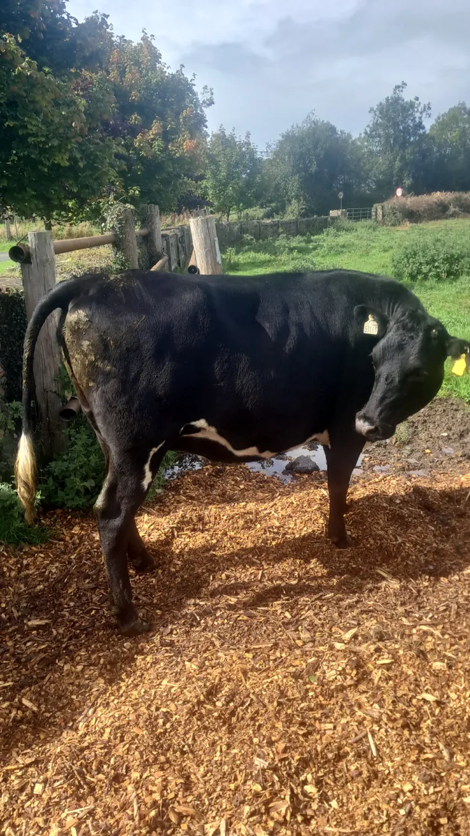 Incalf heifers - Image 4