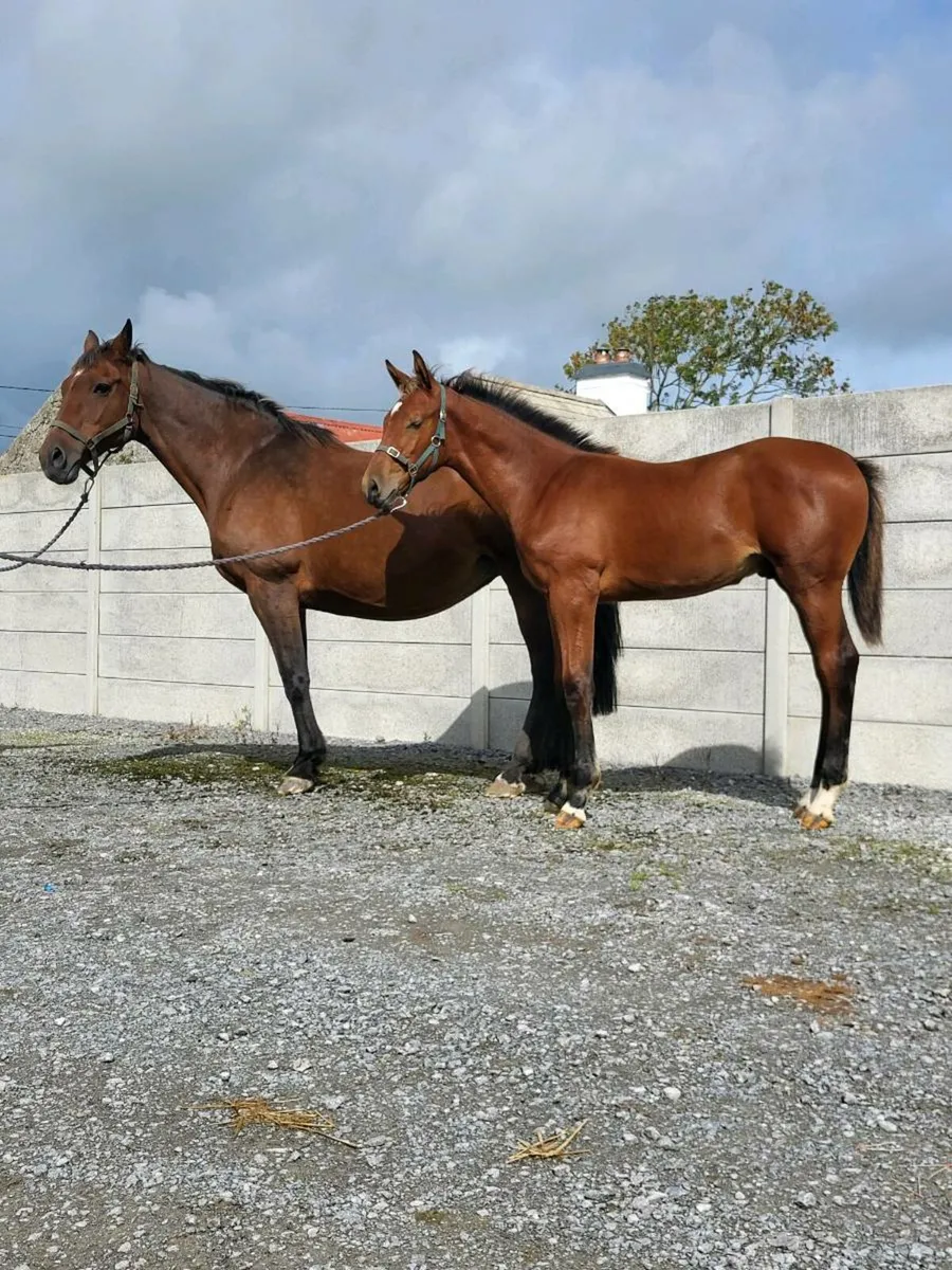 Womaniser x Clinton Colt - Image 1