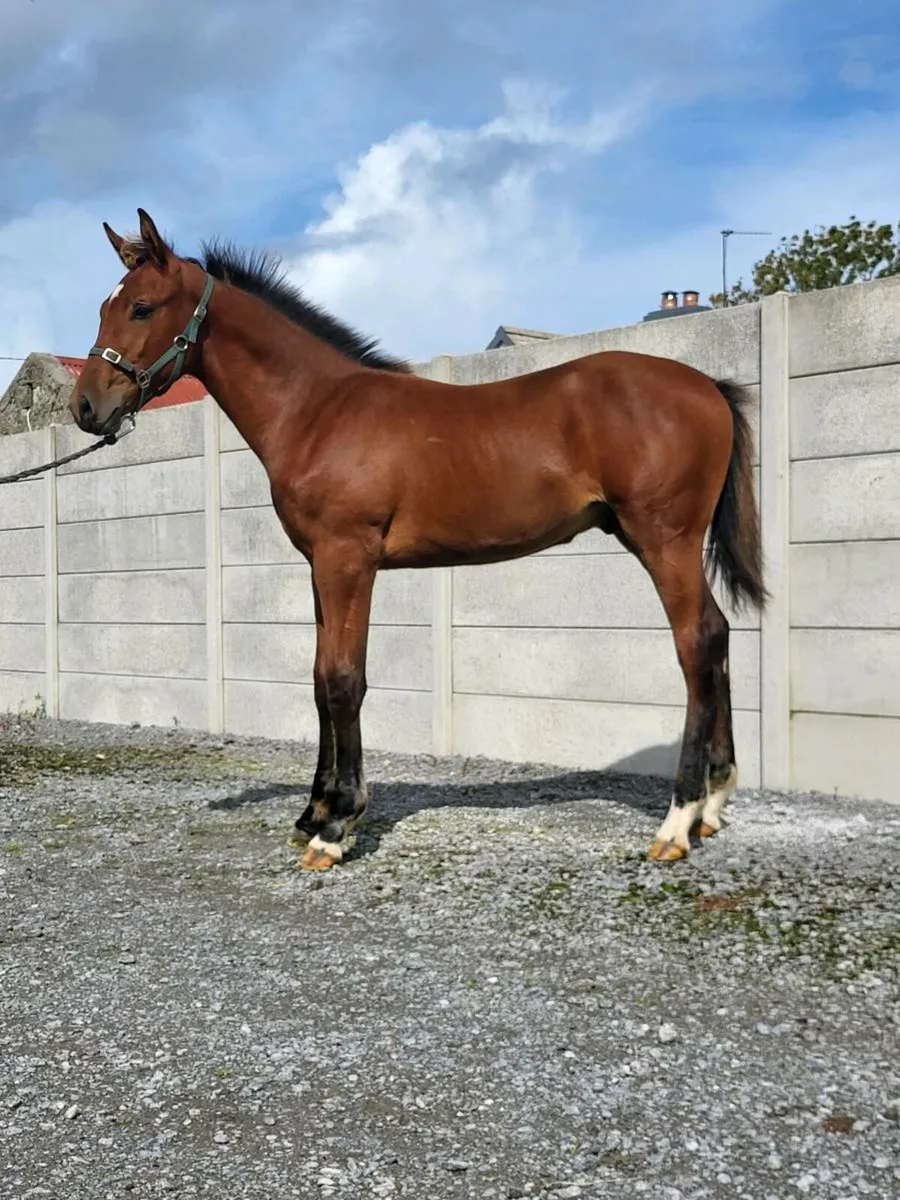 Womaniser x Clinton Colt - Image 2