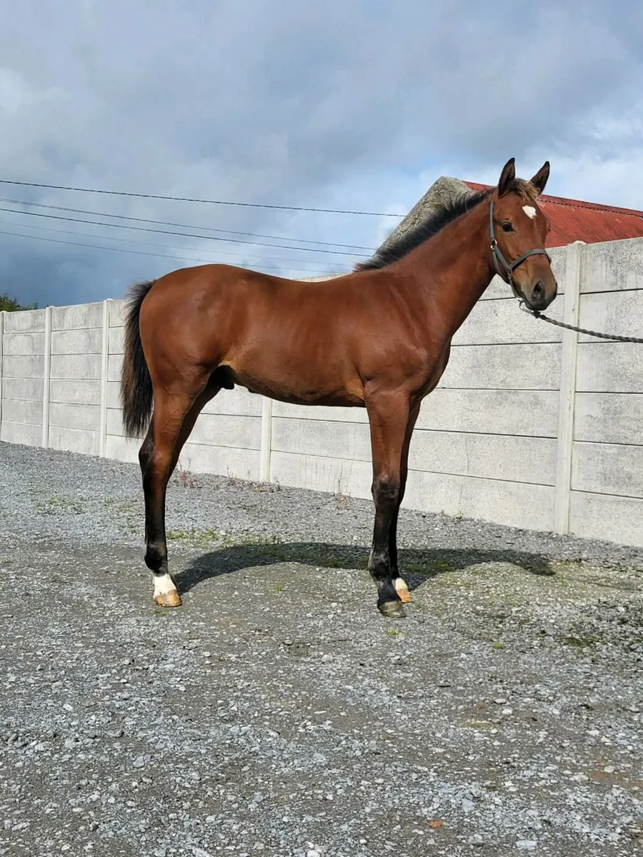 Womaniser x Clinton Colt - Image 3