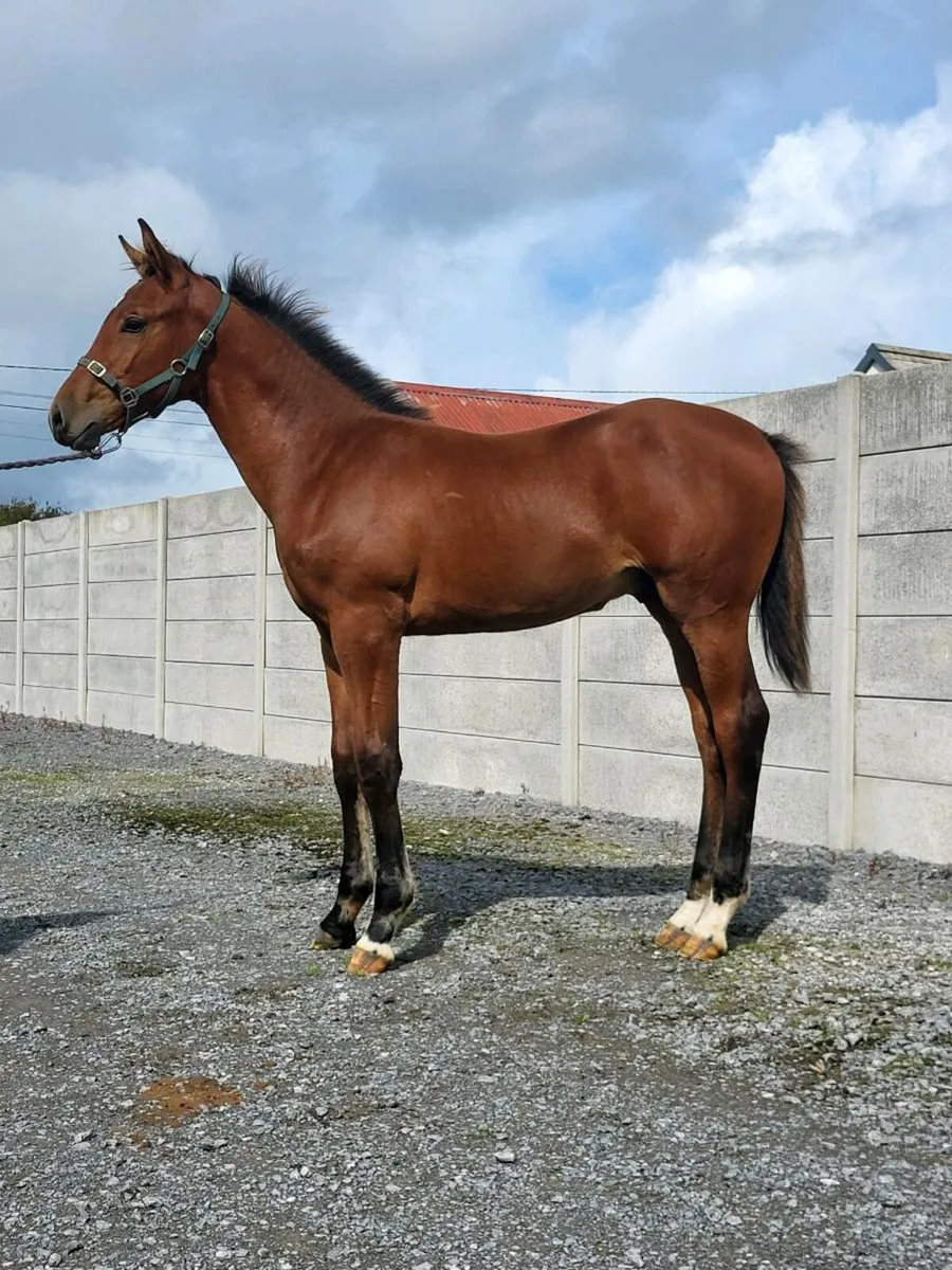 Womaniser x Clinton Colt - Image 4