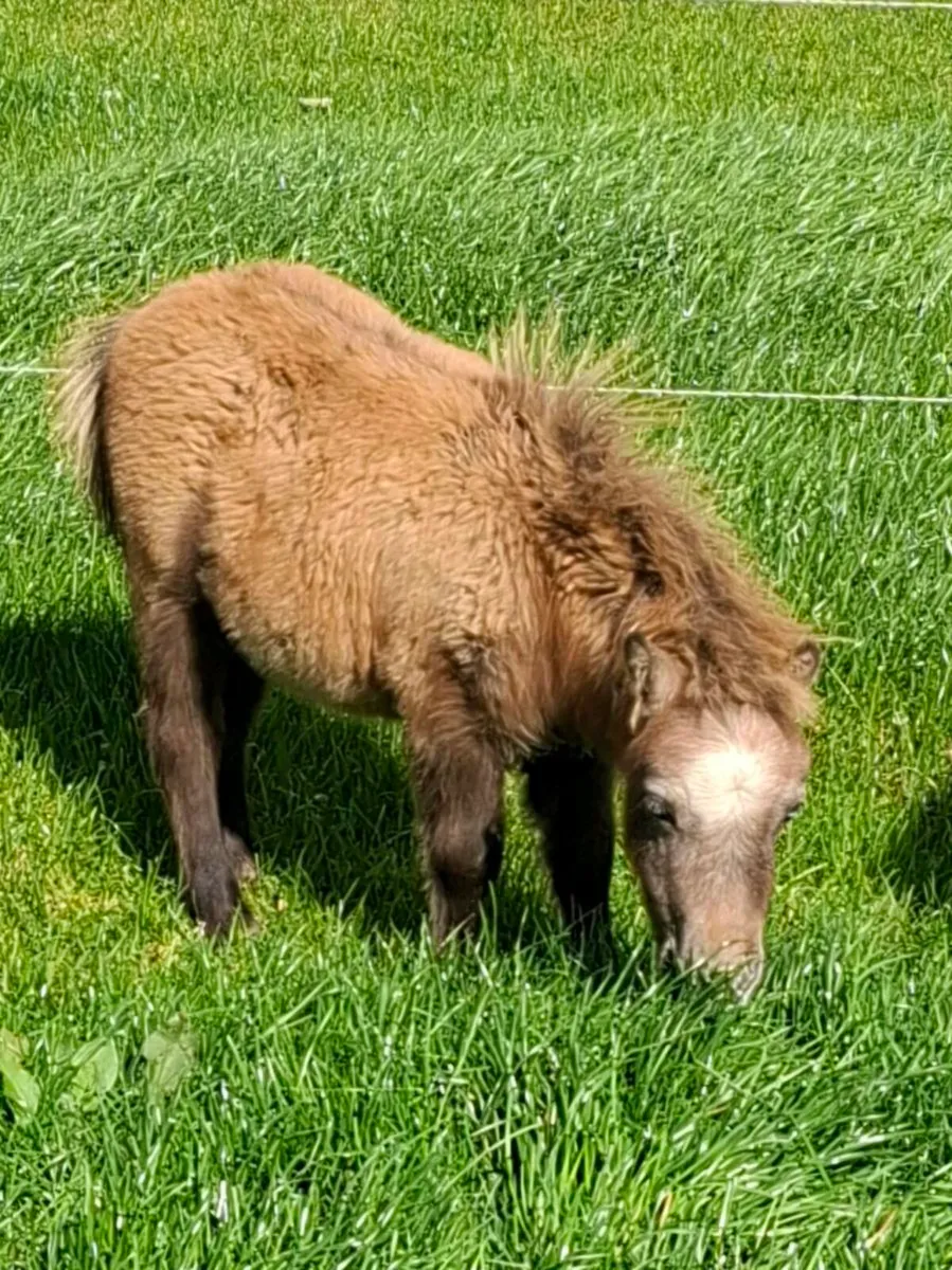Minature pony foals for sale - Image 1