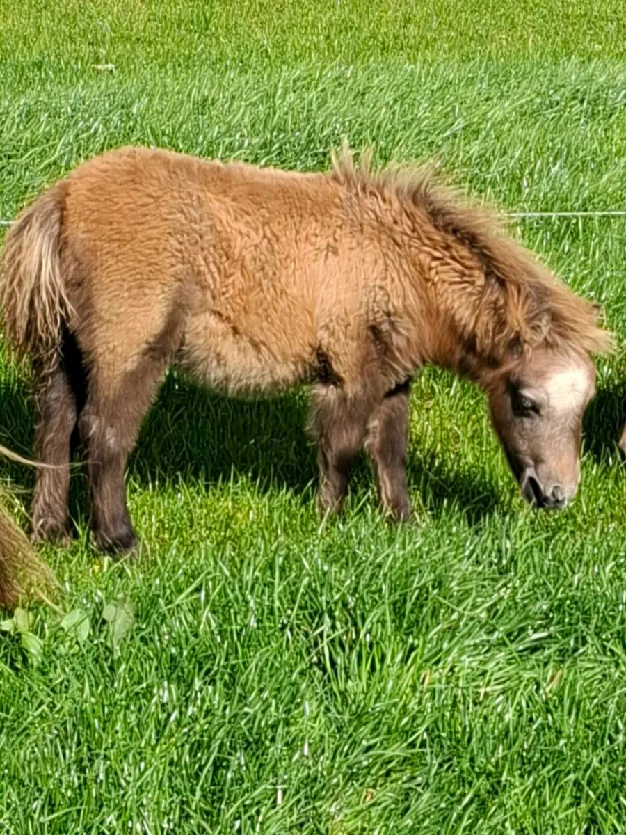 Minature pony foals for sale - Image 2