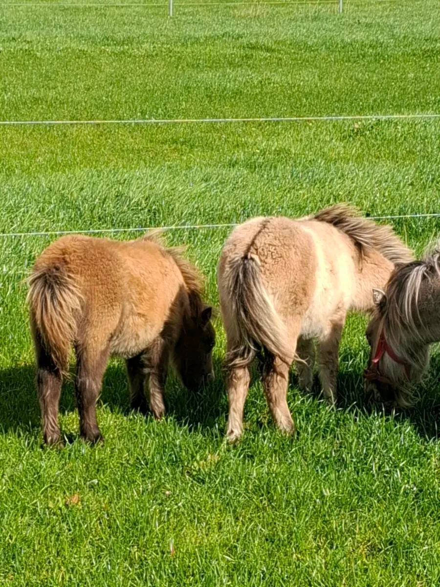 Minature pony foals for sale - Image 3