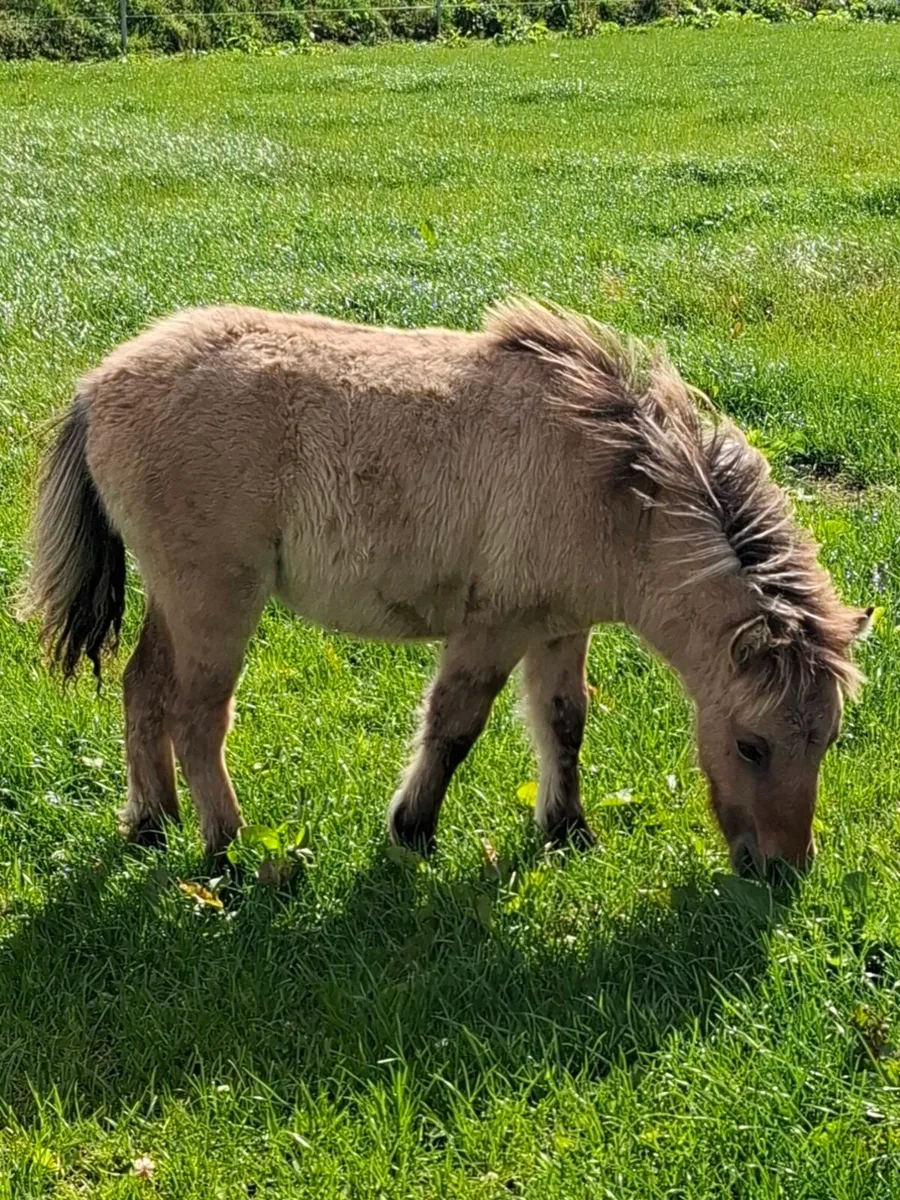Minature pony foals for sale - Image 4