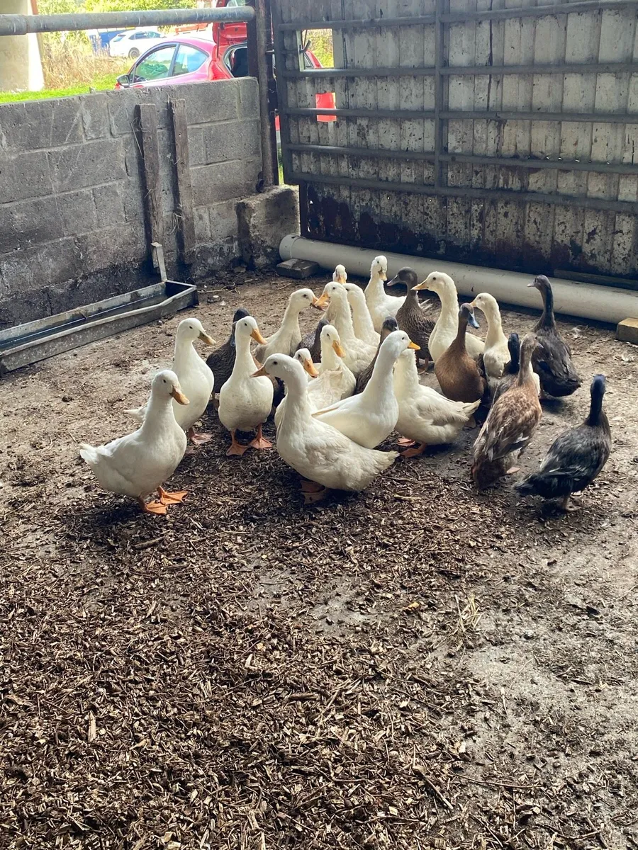 Ducks for sale - Image 1
