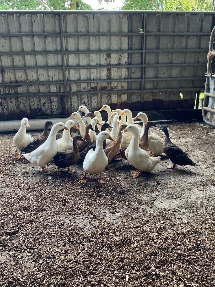 Ducks for sale - Image 3