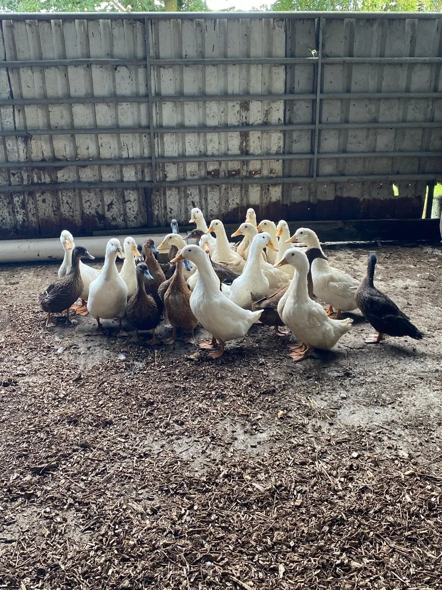 Ducks for sale - Image 4