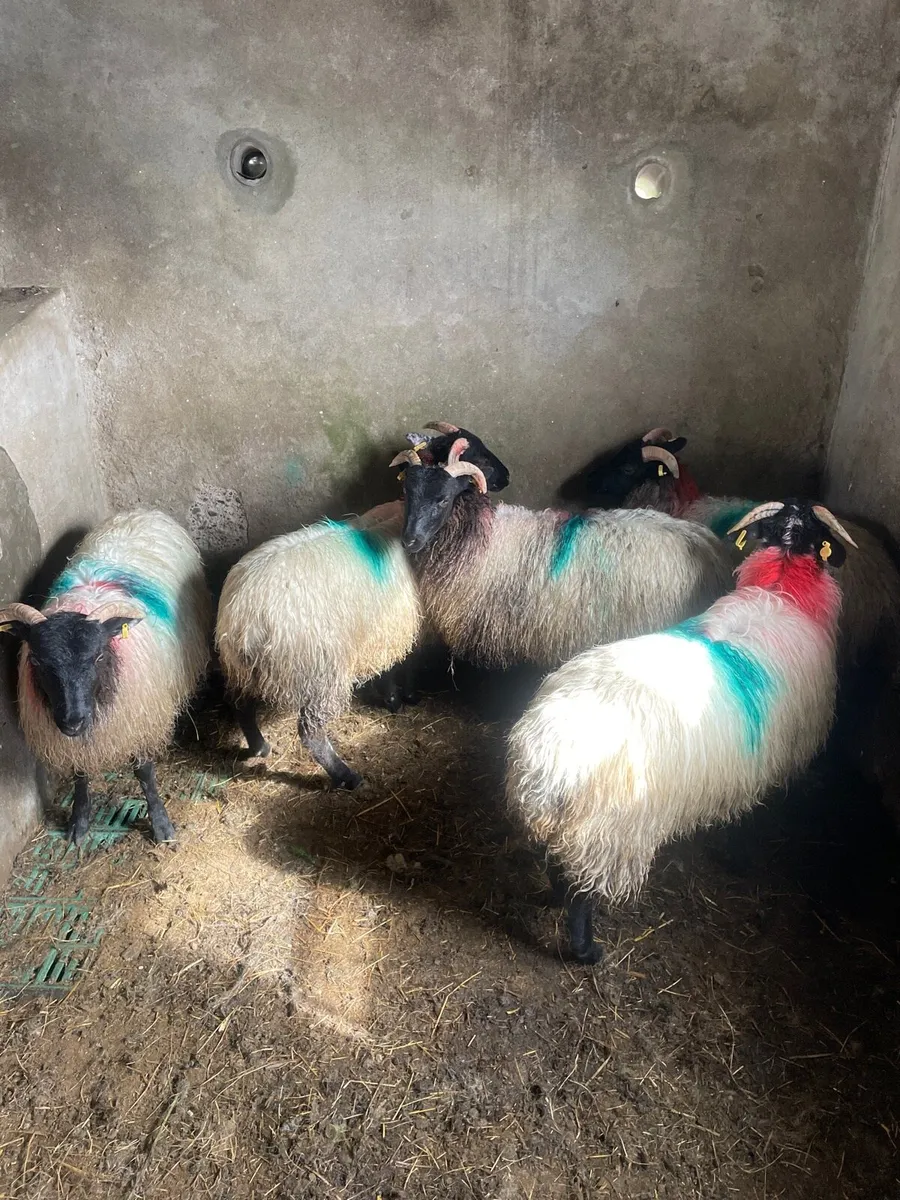 Ewe lambs - Image 2