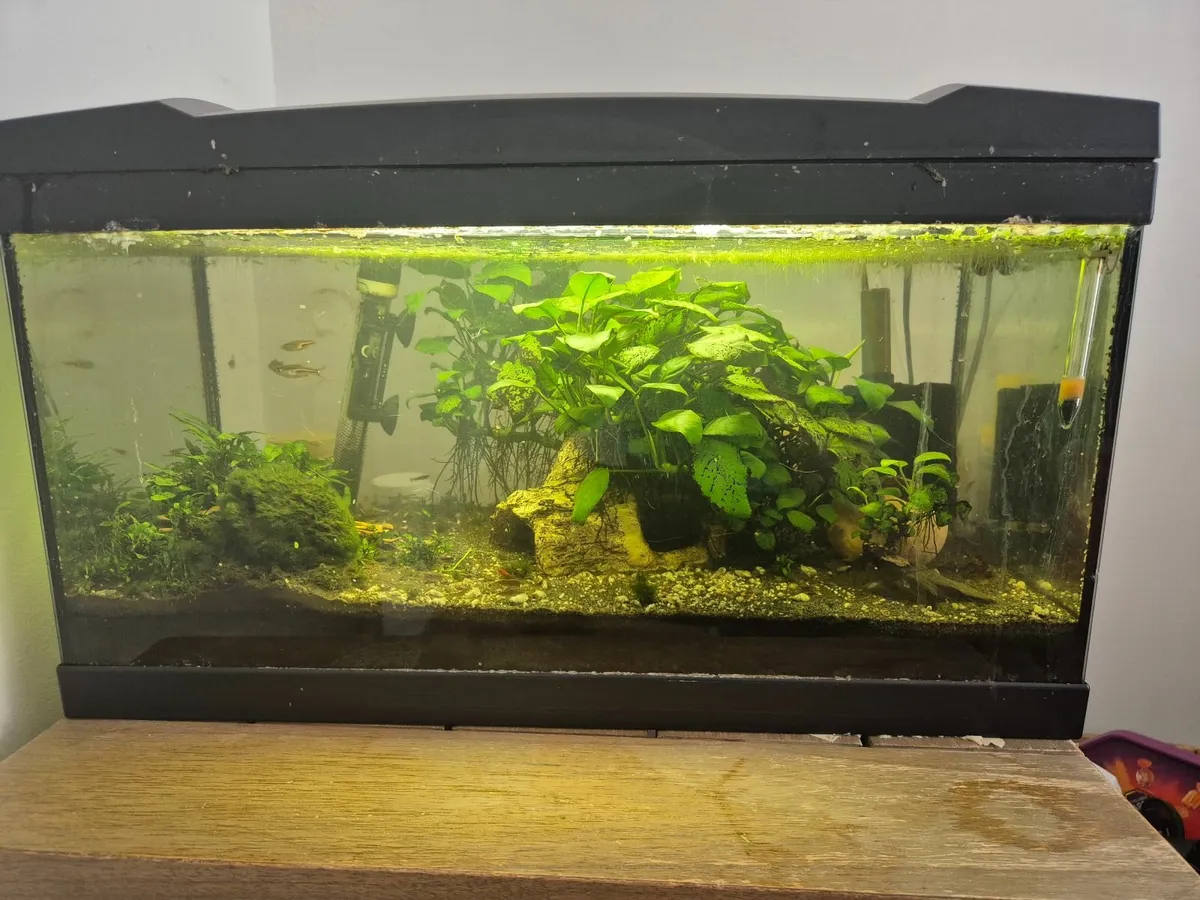 Fish Tank - Image 2