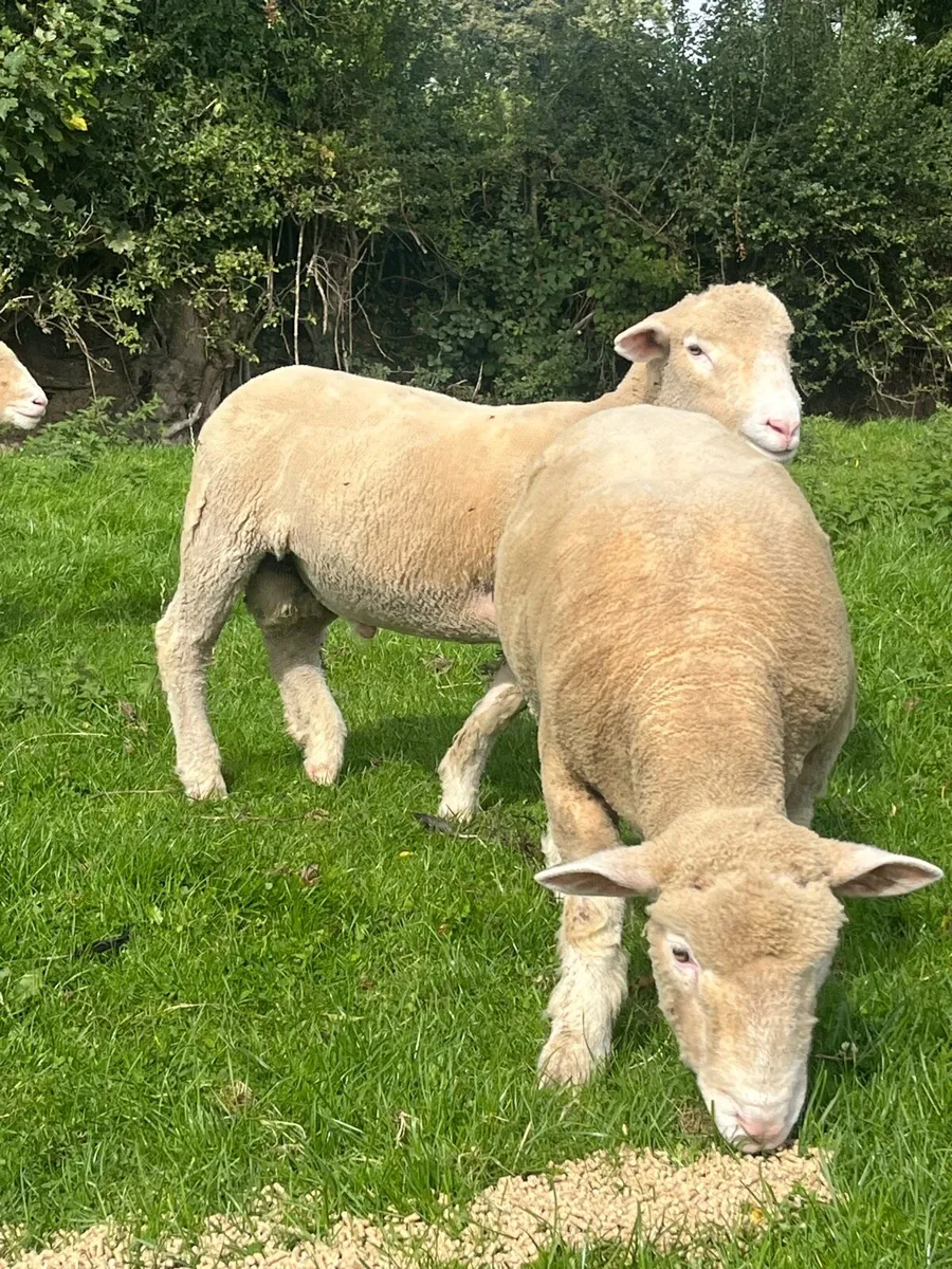 Dorset ran lambs - Image 1