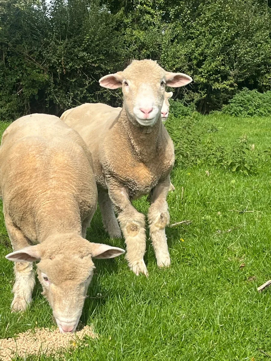 Dorset ran lambs - Image 2