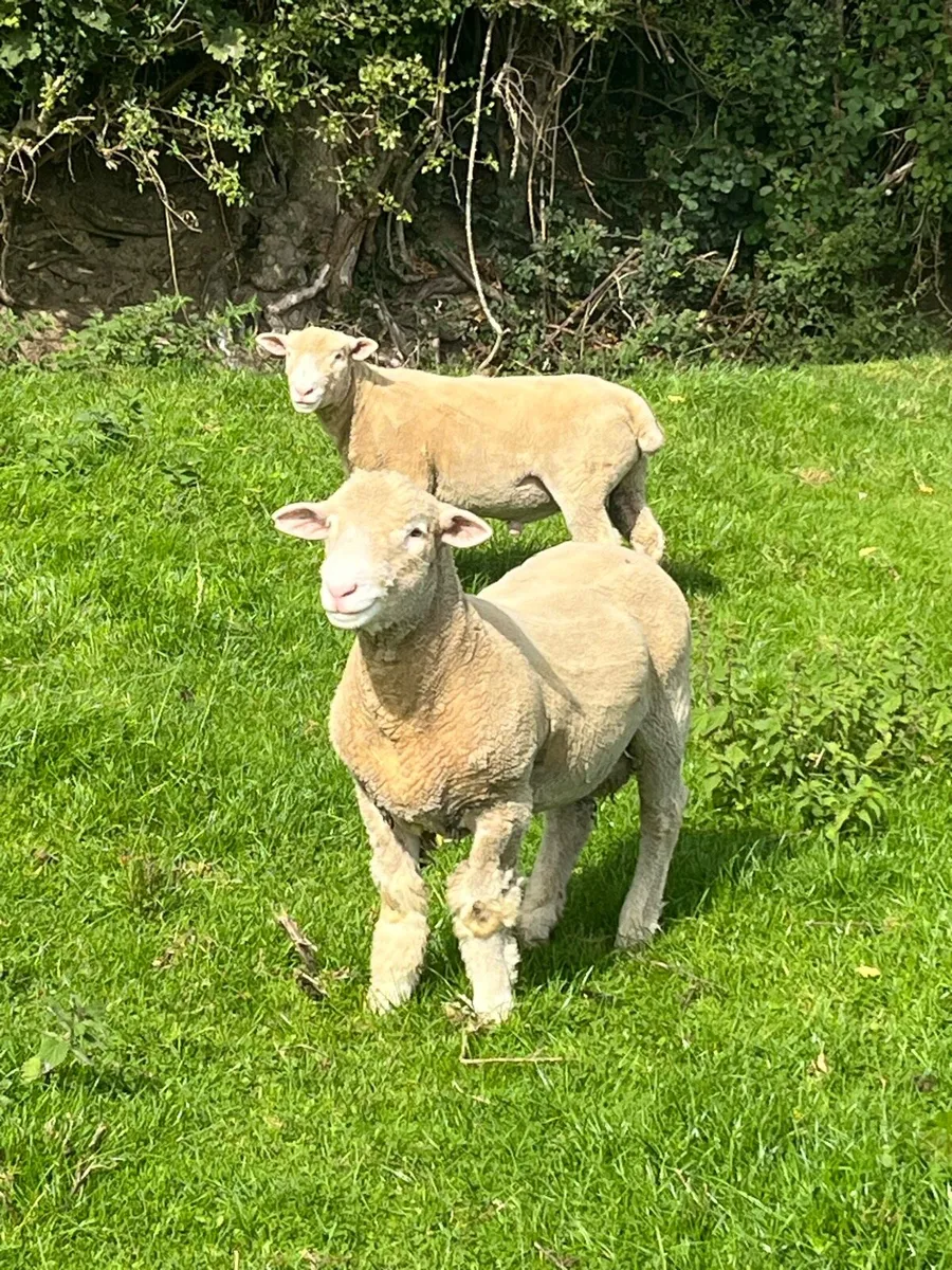 Dorset ran lambs - Image 3