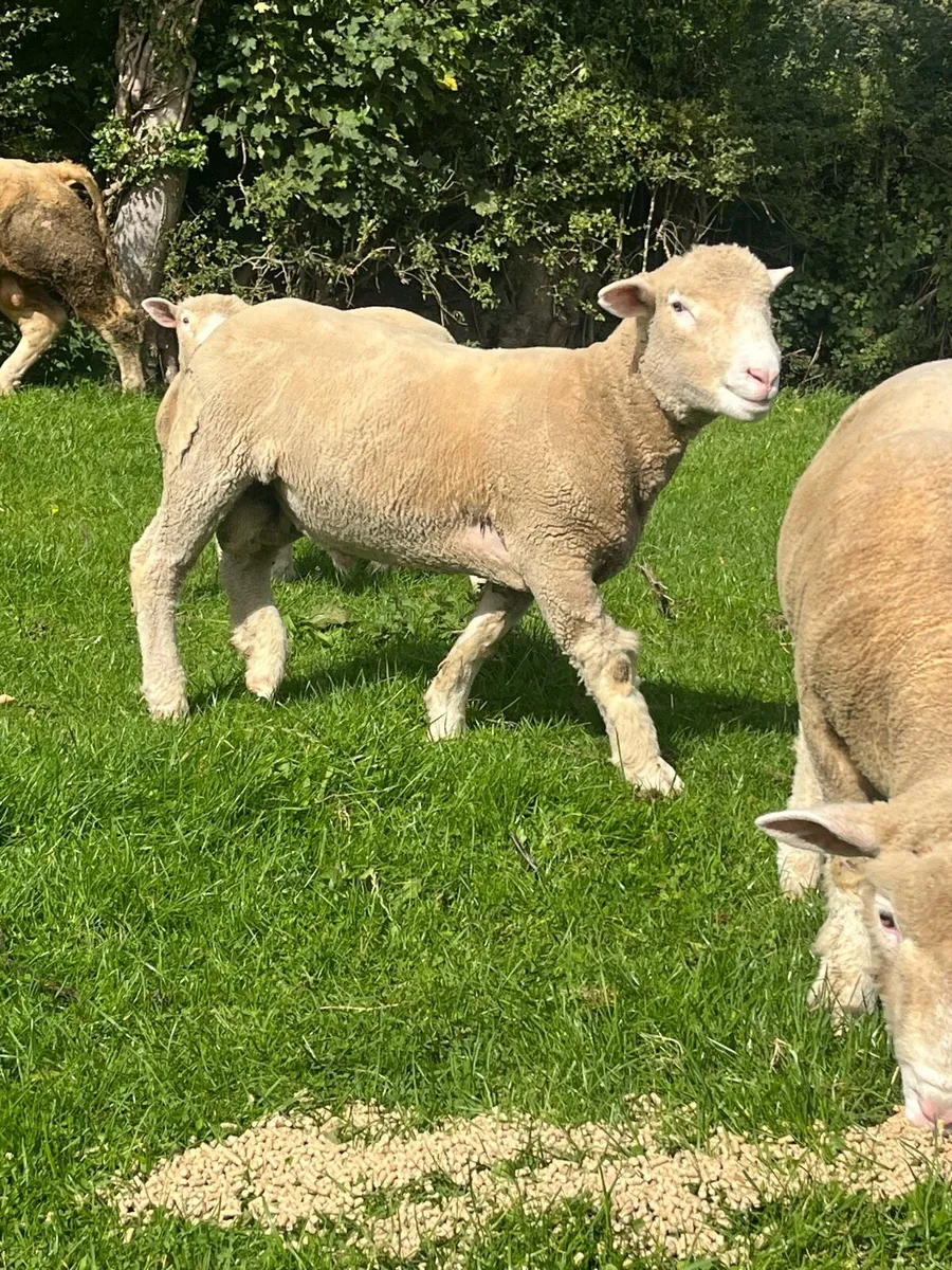 Dorset ran lambs - Image 4