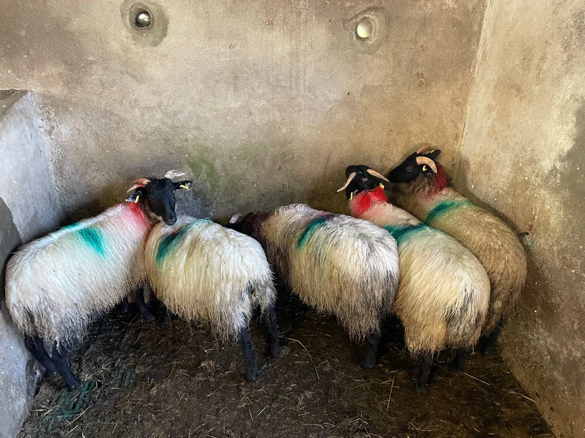 Ewe lambs - Image 1