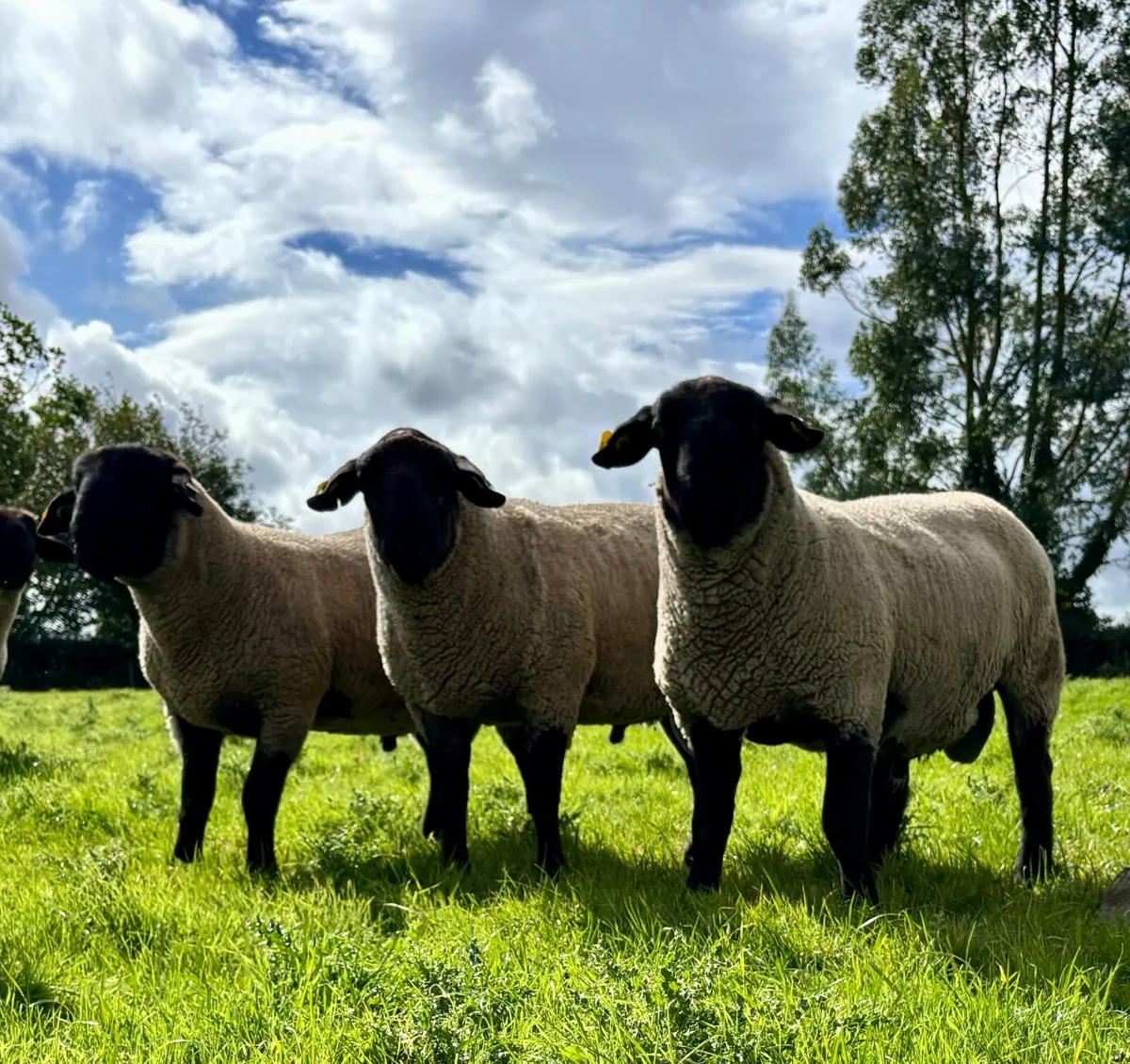 Suffolk Hogget Rams - Image 1