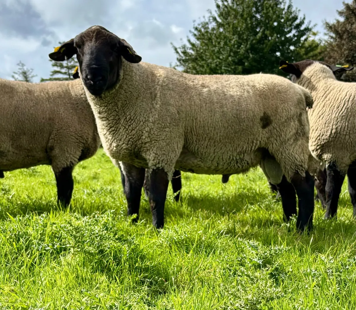 Suffolk Hogget Rams - Image 2