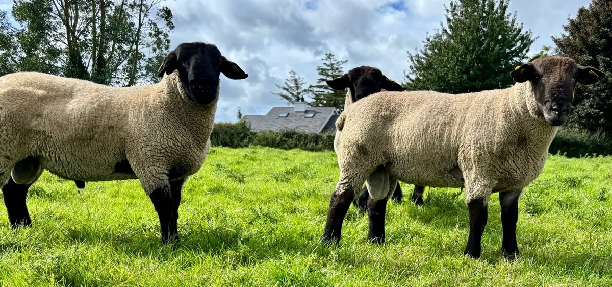 Suffolk Hogget Rams - Image 3