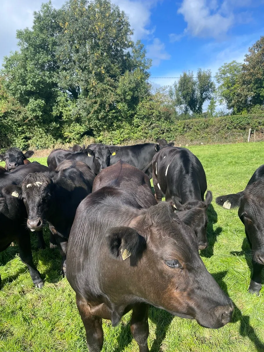 Store Bullocks - Image 4