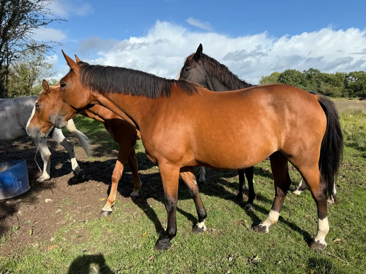 Broodmare