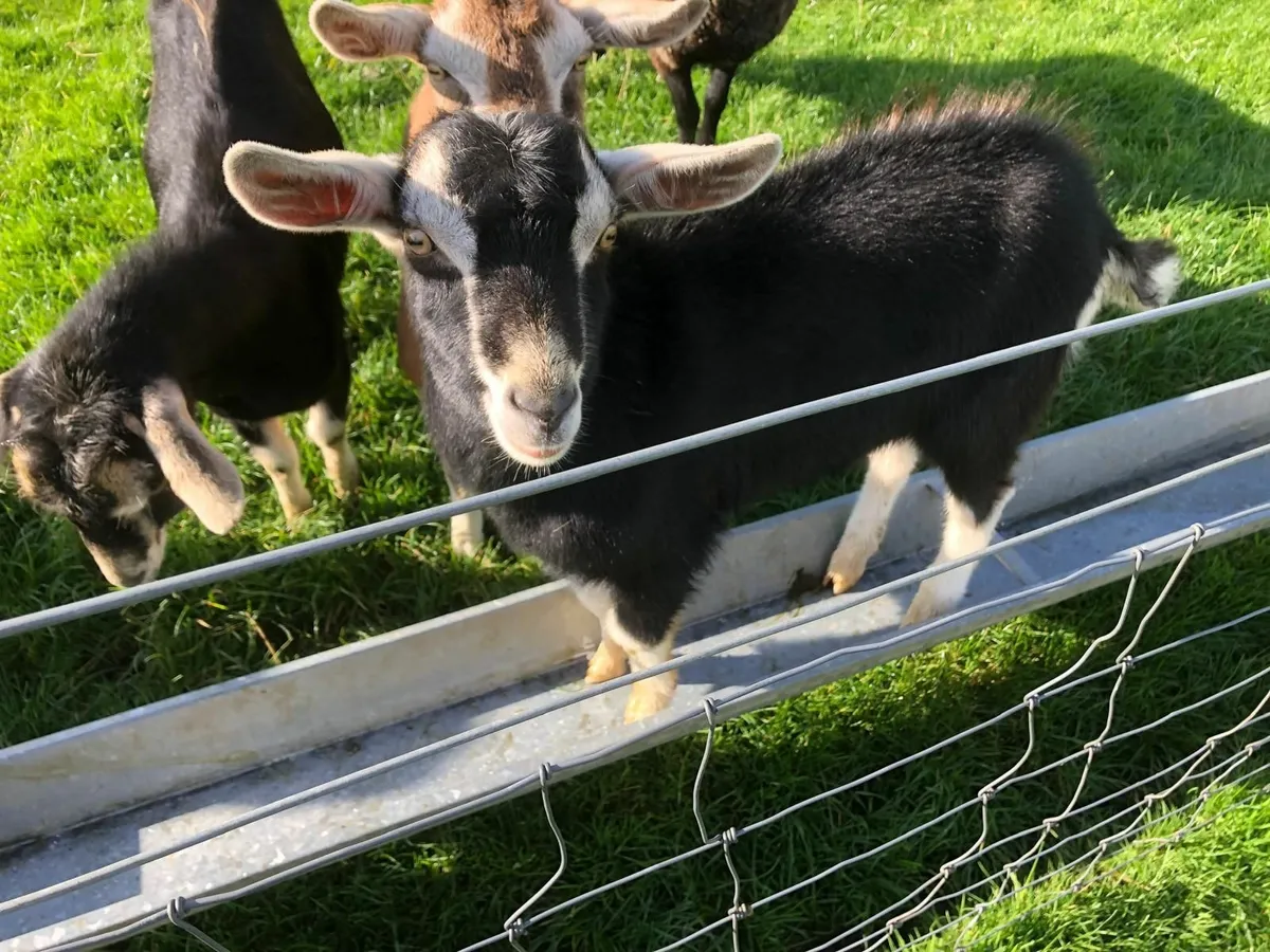 Billy Goat - Image 1