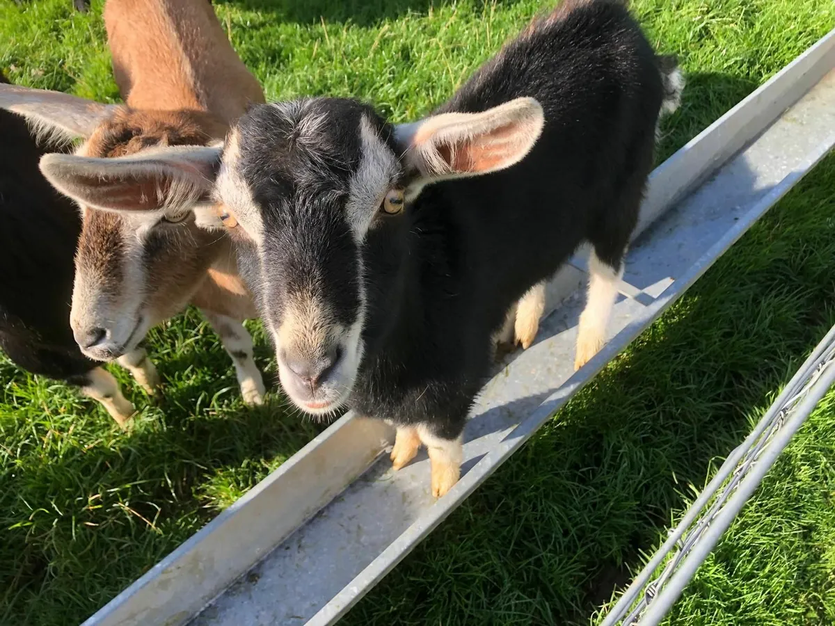 Billy Goat - Image 2