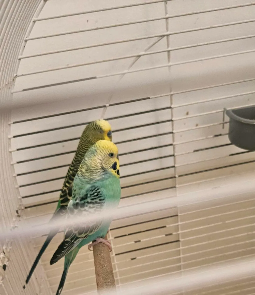 Cage and brid