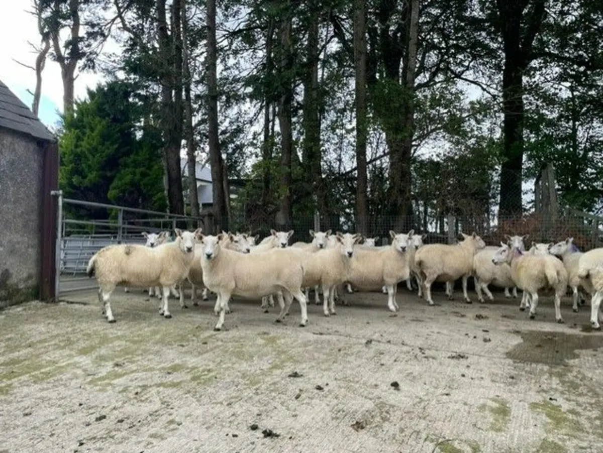 Cheviot Draft Ewes - Image 1