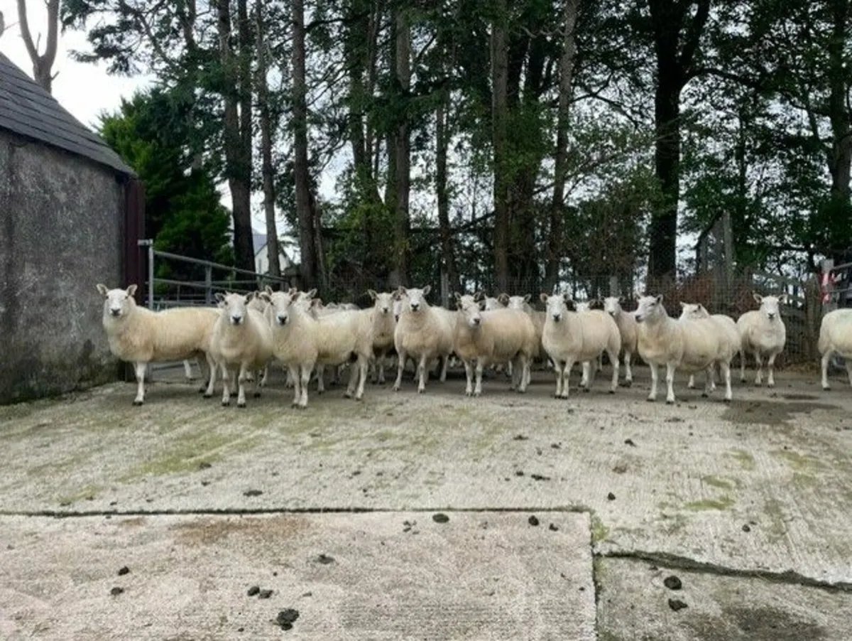 Cheviot Draft Ewes - Image 2