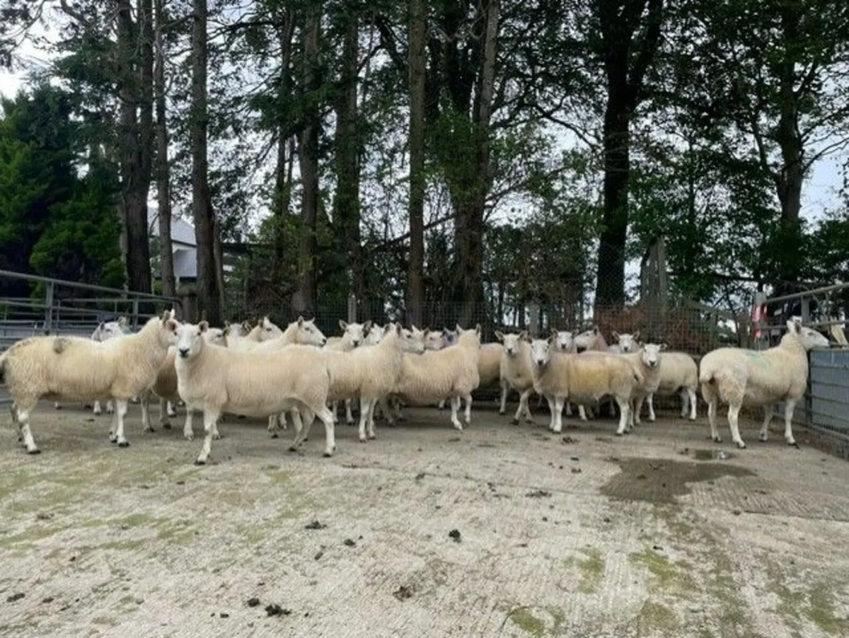 Cheviot Draft Ewes - Image 3