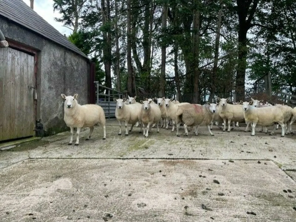 Cheviot Draft Ewes - Image 4