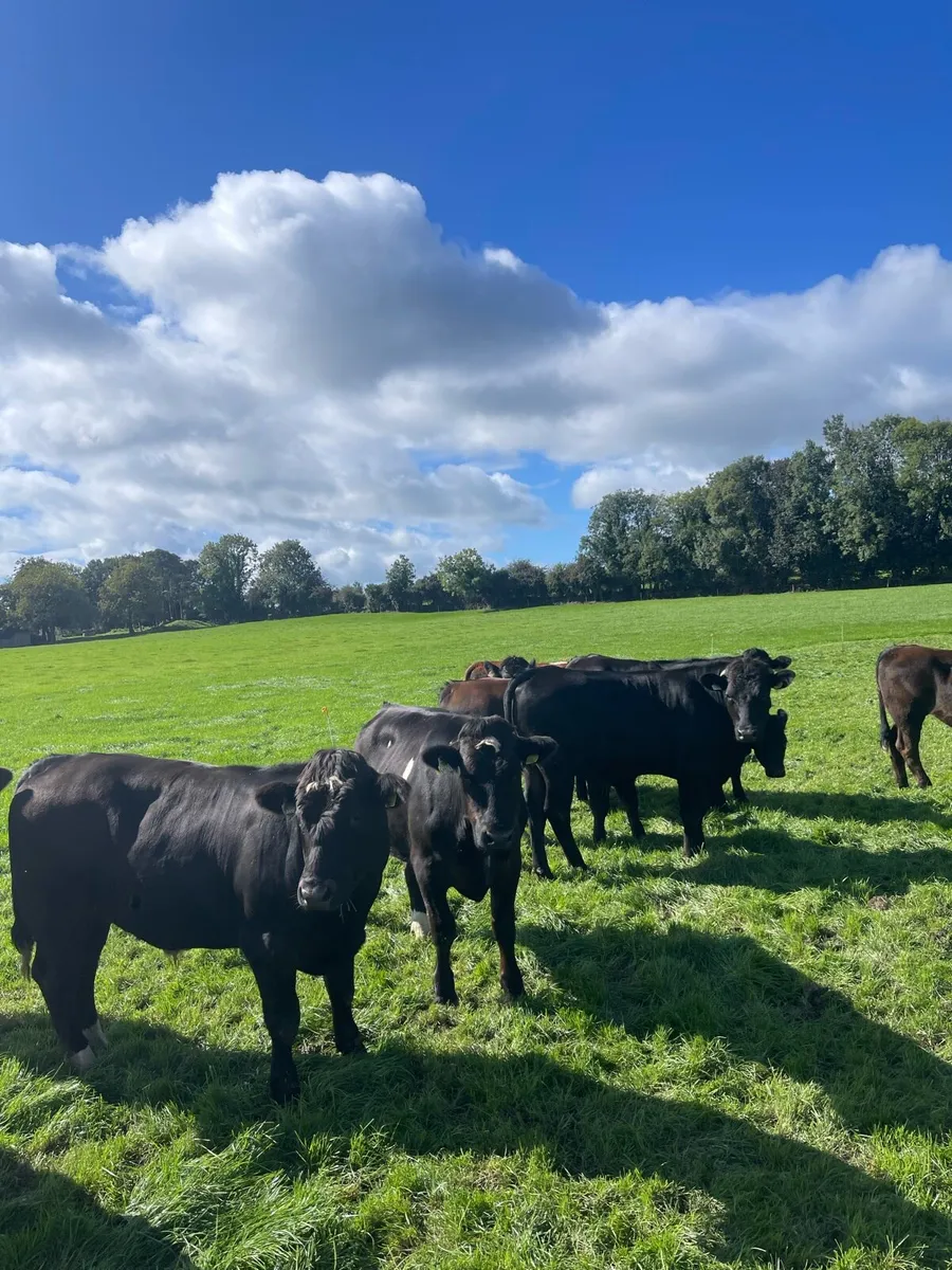 Store Bullocks - Image 1