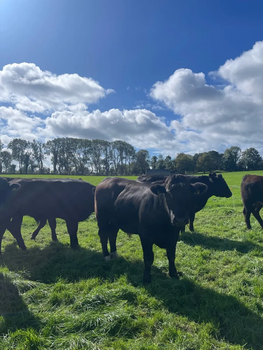 Store Bullocks - Image 2