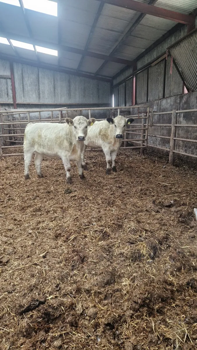 2 speckle park heifers - Image 1