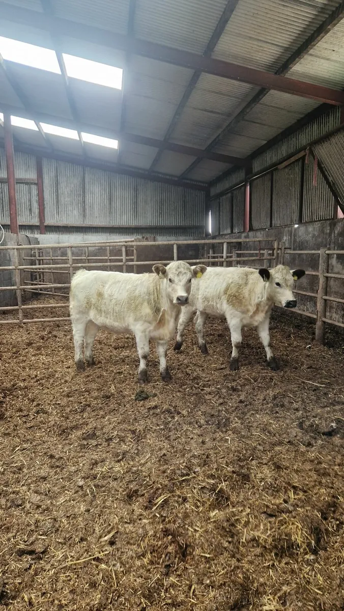 2 speckle park heifers - Image 3