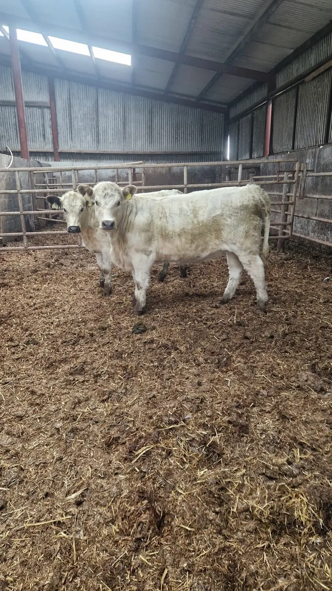 2 speckle park heifers - Image 4