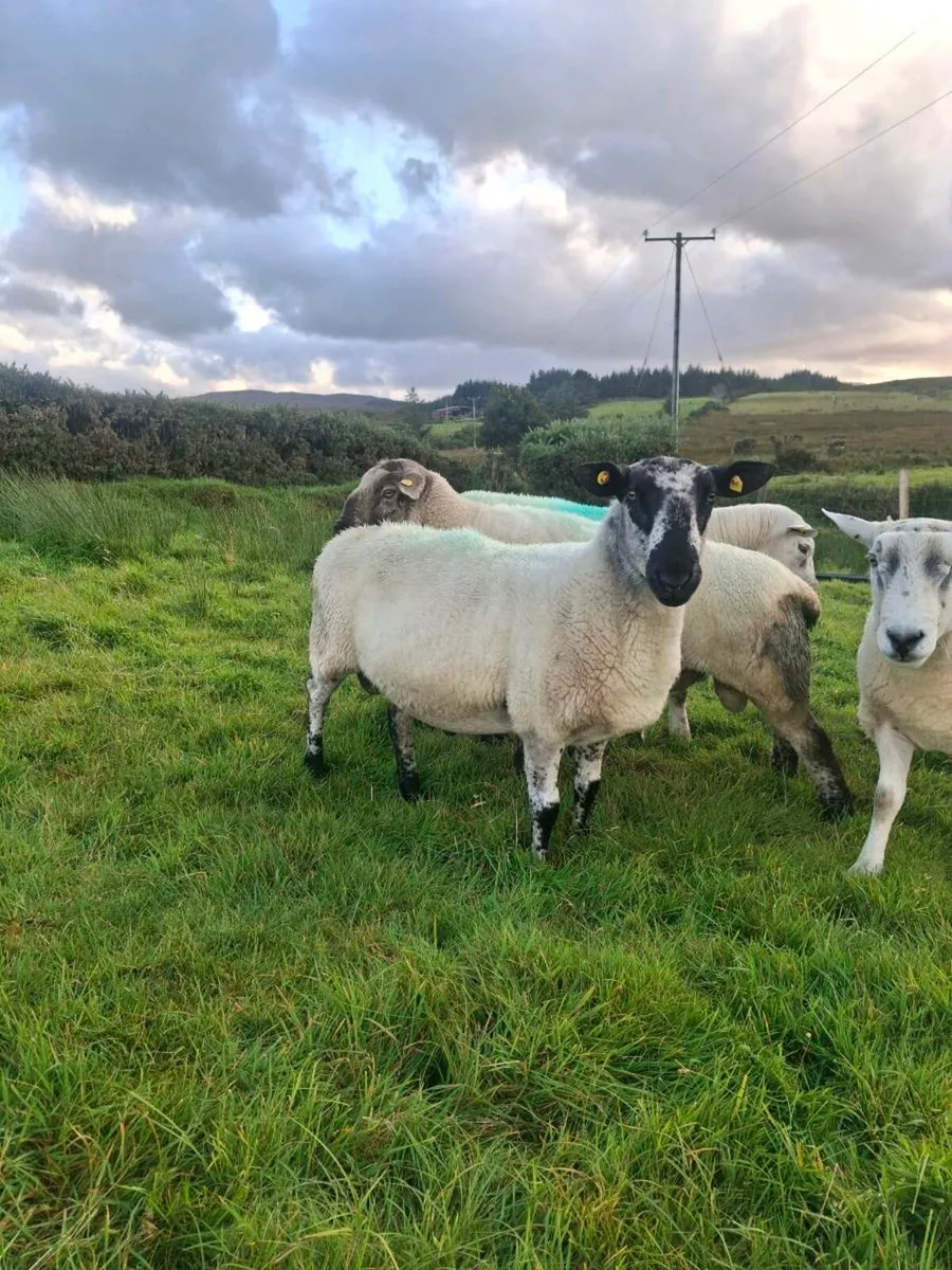 Milford ram - Image 2