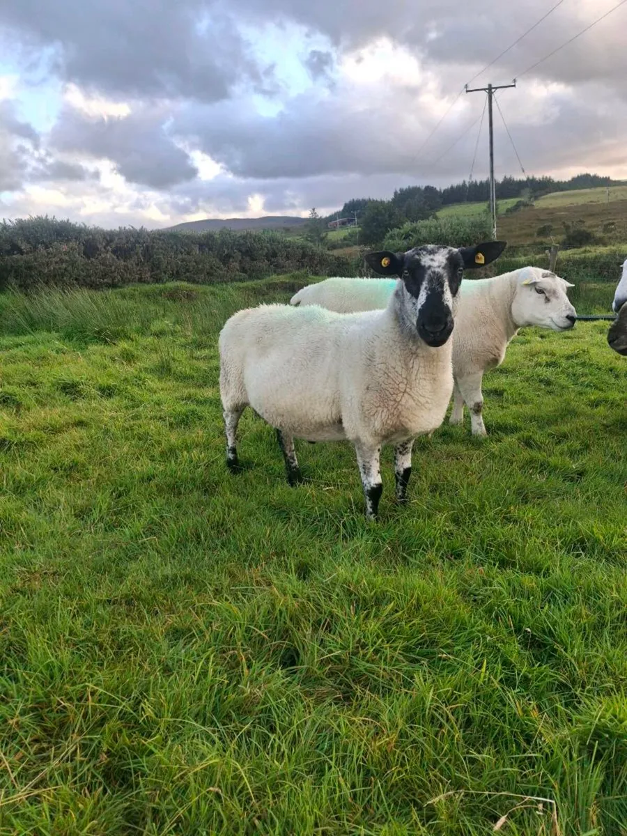 Milford ram - Image 3