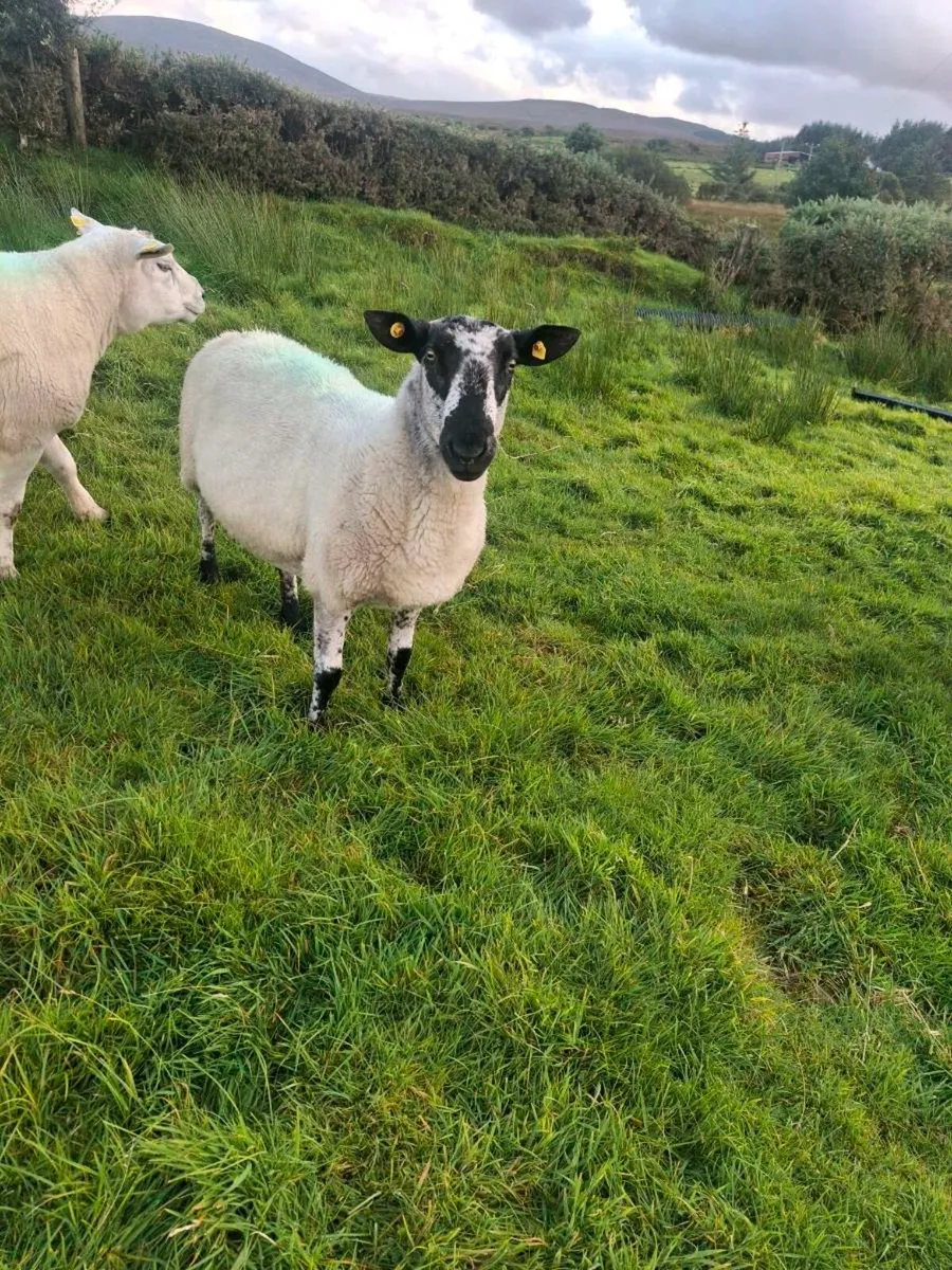 Milford ram - Image 4
