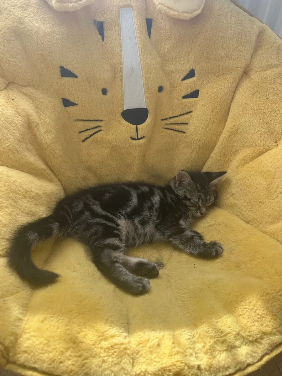 Kitten - Image 4