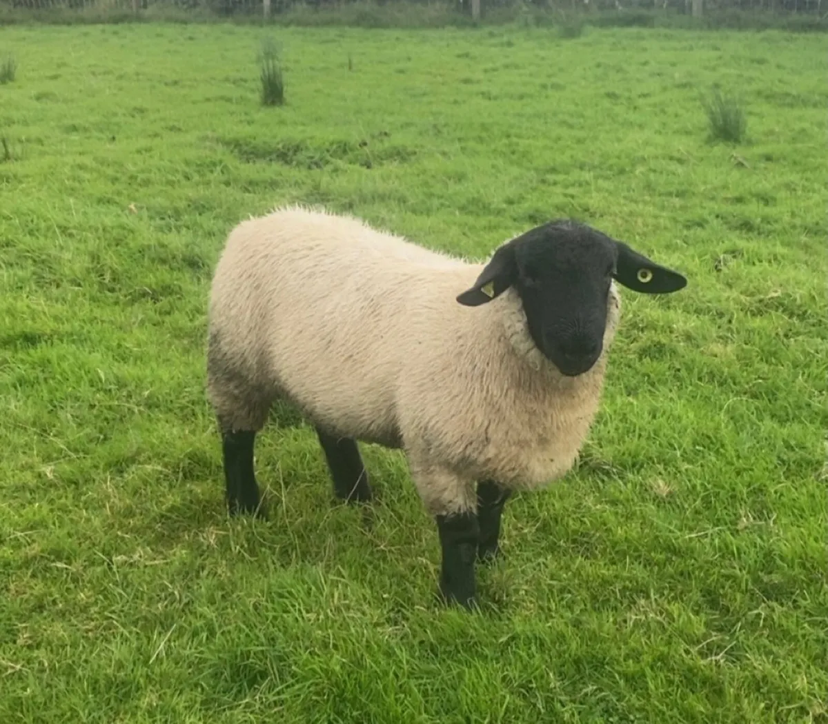 PBR Suffolk ram lamb - Image 2
