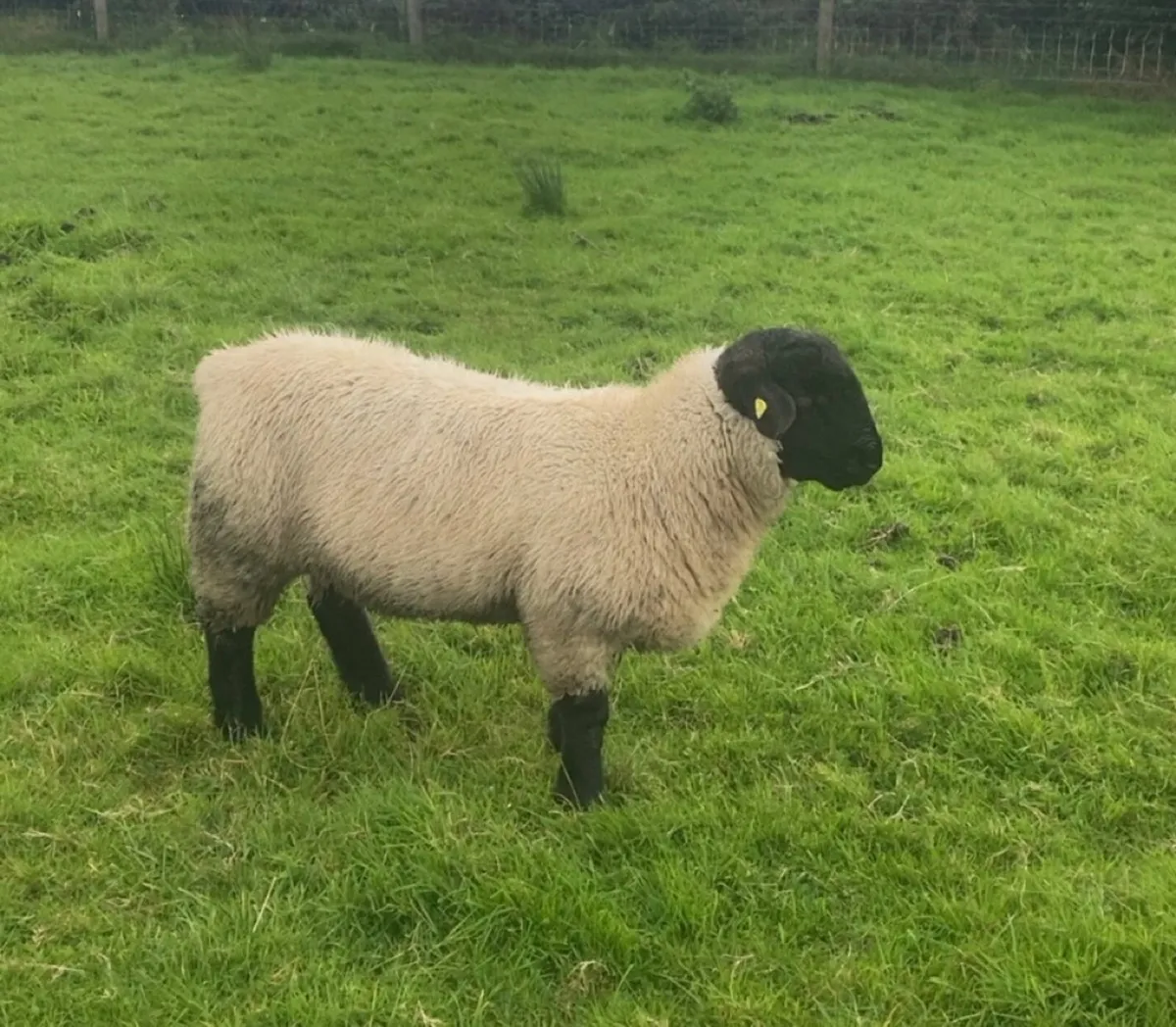 PBR Suffolk ram lamb - Image 3